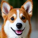 Client Jessica L. with her happy Corgi, Winston.