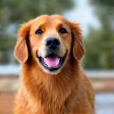 Client Emily C. with her Golden Retriever, Max.